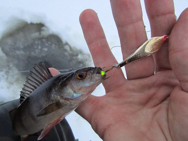 Как правильно ловить рыбу зимой на блесны и с поплавком