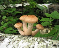 Растут ли опята осенью или как найти чудо-грибы?