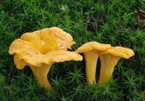 Новые виды грибов или личисек стало больше